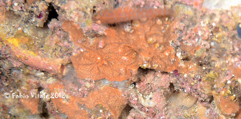 Strano pescetto: Corcyrogobius liechtensteini